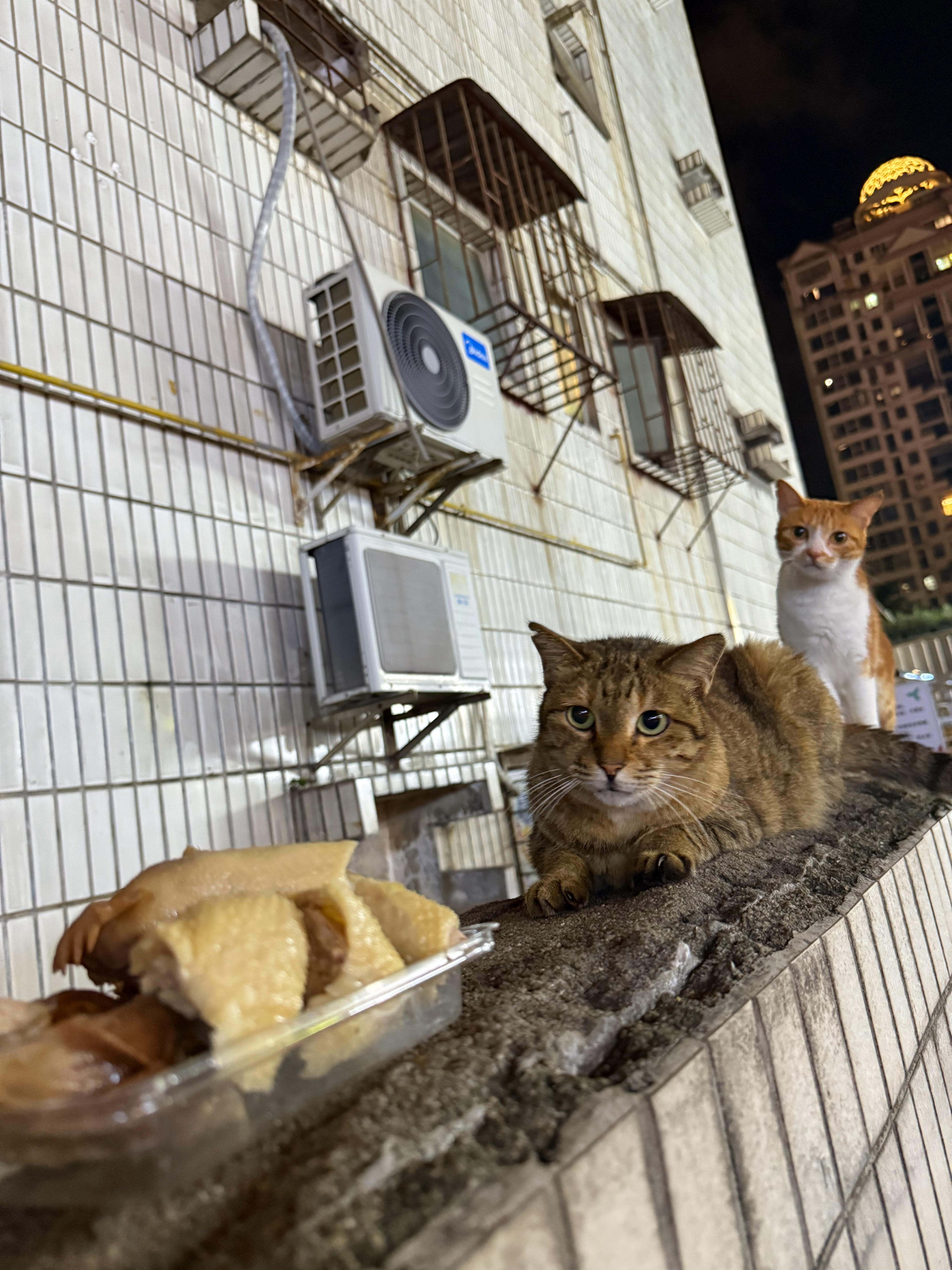 飞鱼和木棉，今晚吃鸡！流浪猫 ​​​