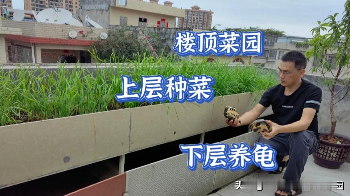 现在越来越多的人喜欢自己在家种菜，阳台楼顶，主要是为了吃得安心放心，自己种菜不喷