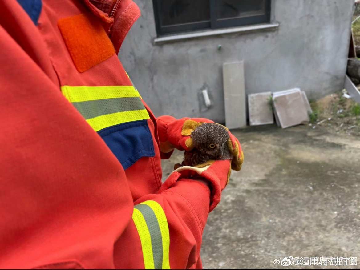 一场暖心接力让台州受伤萌禽重返自然怀抱台州三门现落难小猫头鹰，羽翼受伤无助蜷缩，