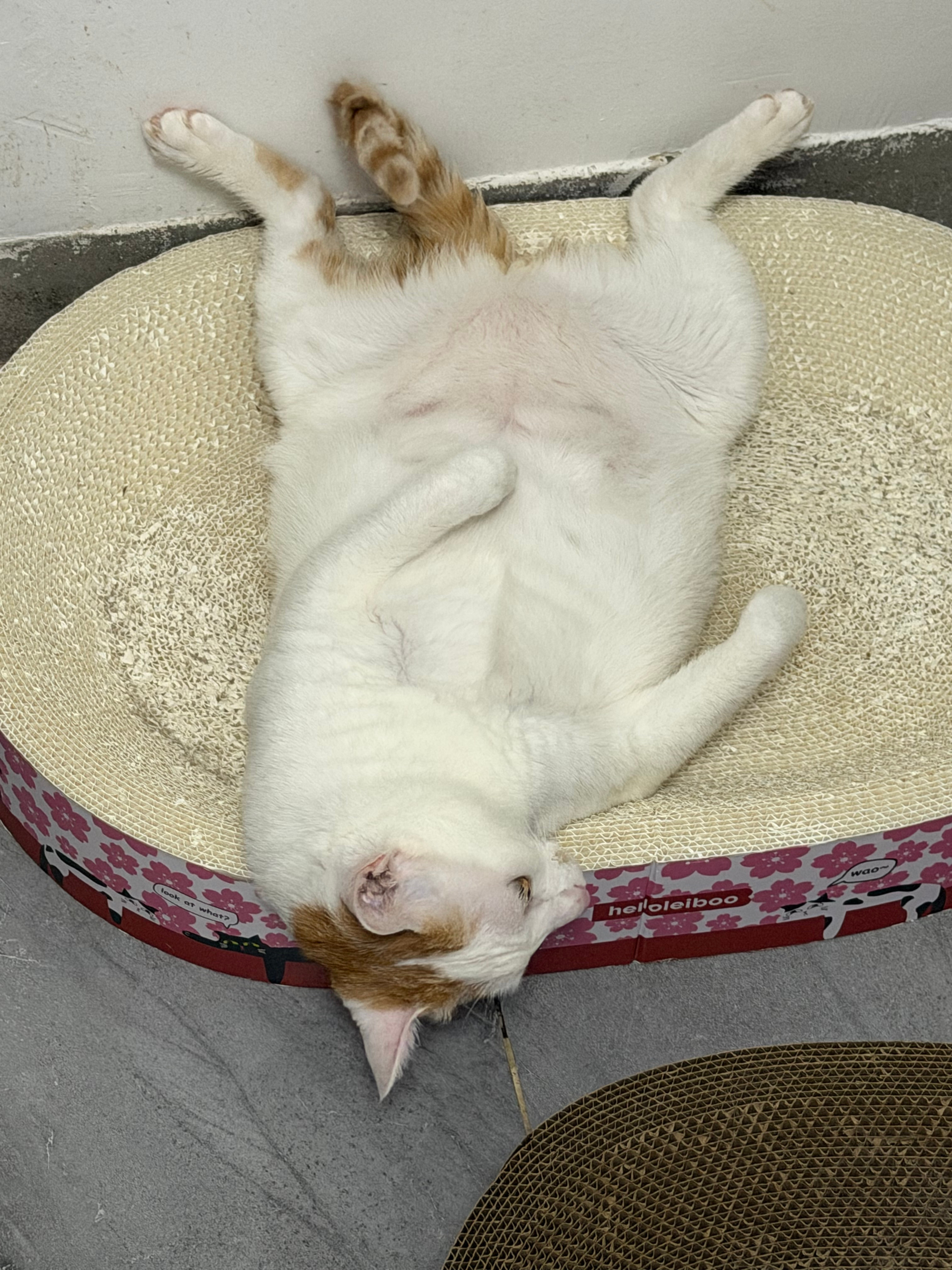 猫爷 