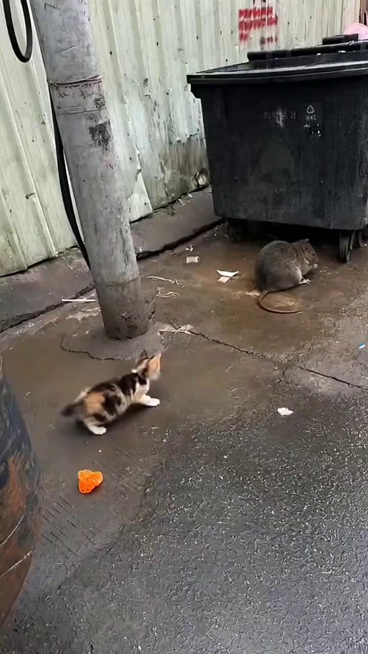 不是不是你把小咪抱过来。