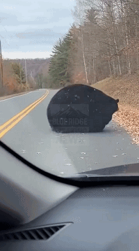 米国网友在黄石附近拍到的黑熊，胖到近乎纯圆，据说是因为跑居民家中偷吃了太多披萨和