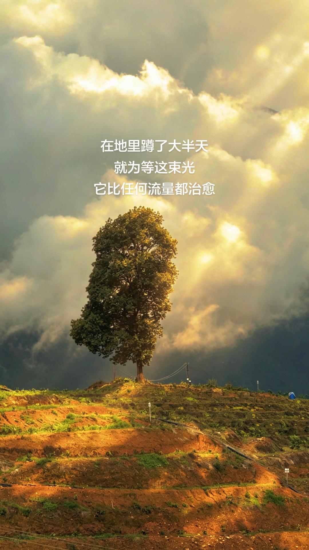 它就这么孤立地站着，大概是等那个当初说要一起看云，后来没再来的人吧。
