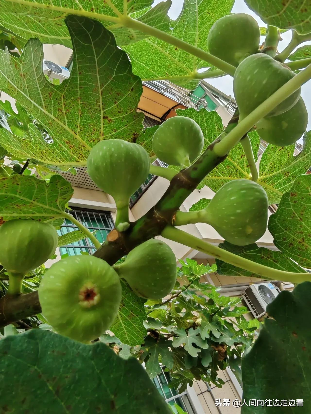 老胡早些时候发文说，中国民众消费水平低不敢花钱，没有享受有品质的生活的观点，很有