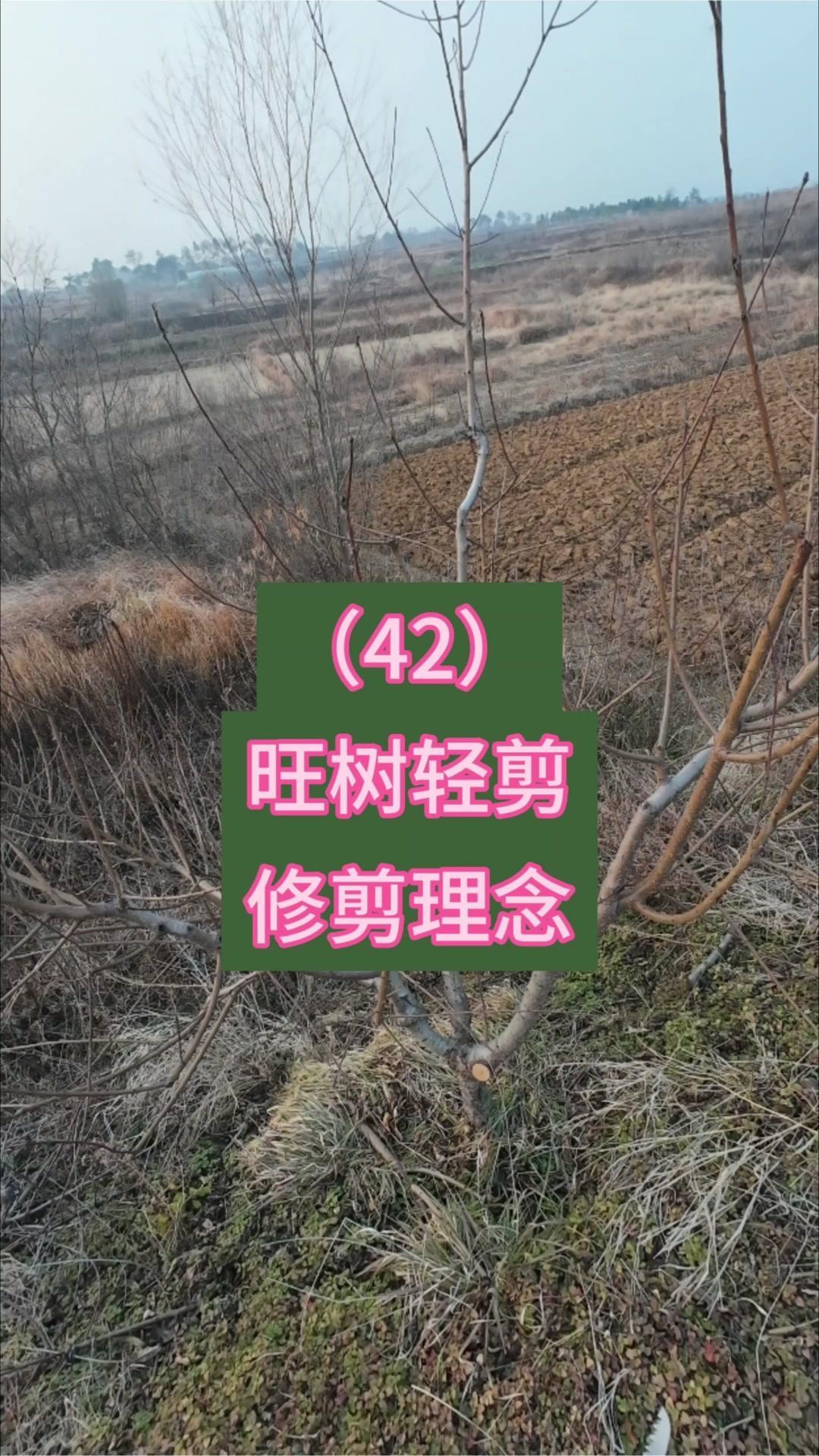 先看主枝延伸，过长易上强，可利用下部枝条换头修剪，确定主头后，马上去掉竞争枝条，