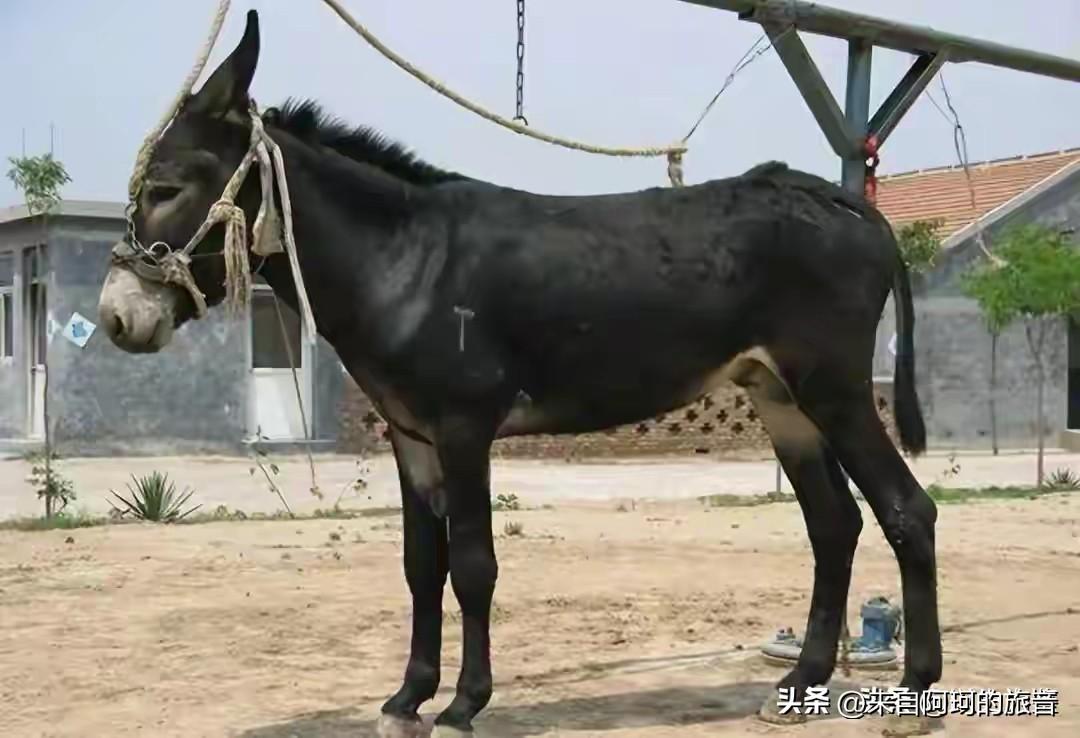 非洲55个国家联手把驴皮出口给禁了，一禁就是15年。国内驴皮收购价直接从3000