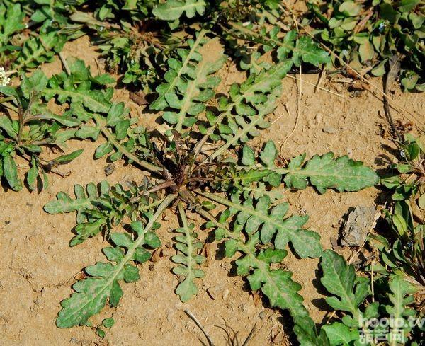 前天傍晚，夕阳的余晖洒在小区门口，我像往常一样出门遛达。微风中夹杂着一丝泥土的芬