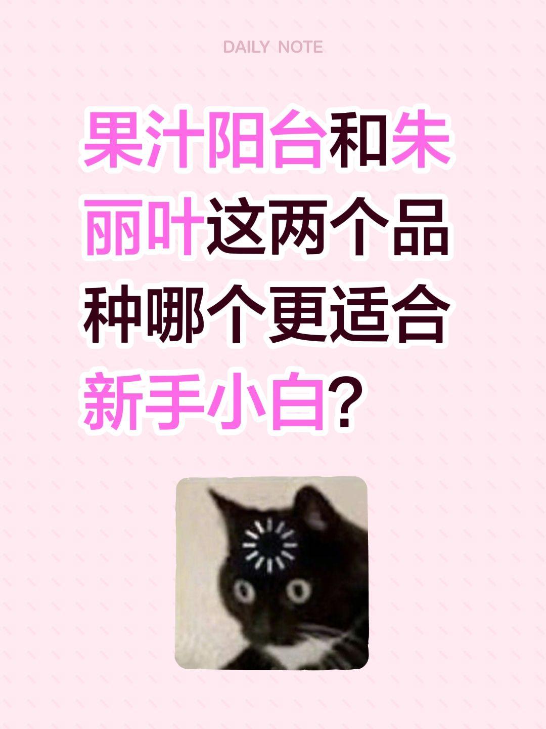 果汁阳台和朱丽叶怎么选？果汁阳台和朱丽叶这两个品种哪个更适合新手小白？新手养花推
