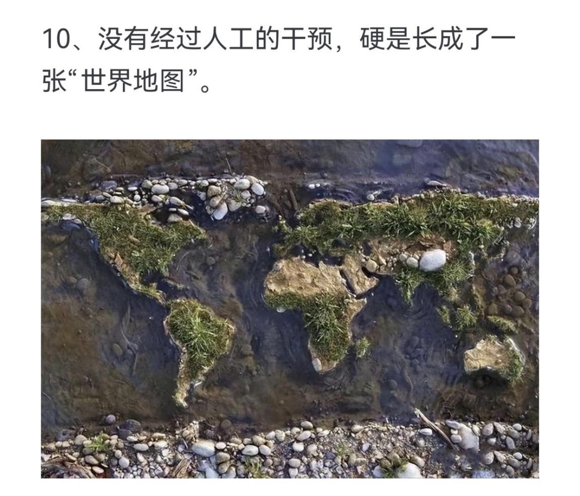 没有经过人工的干预，硬是长成了一张