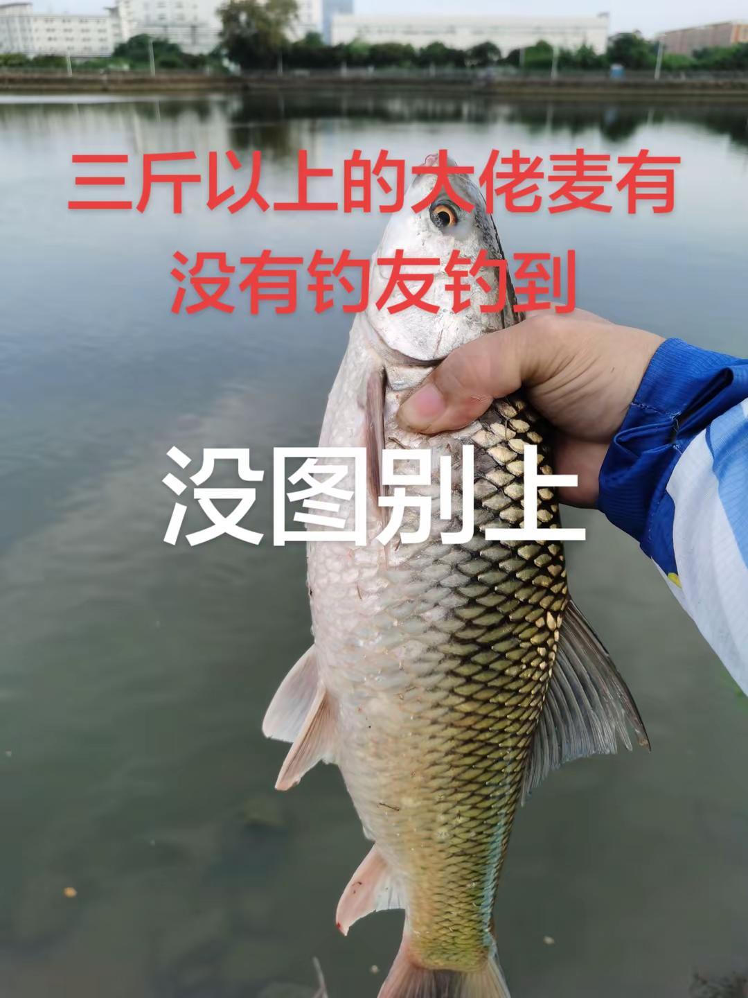 三斤以上的大佬麦有没有钓友钓到钓鱼 钓鱼人