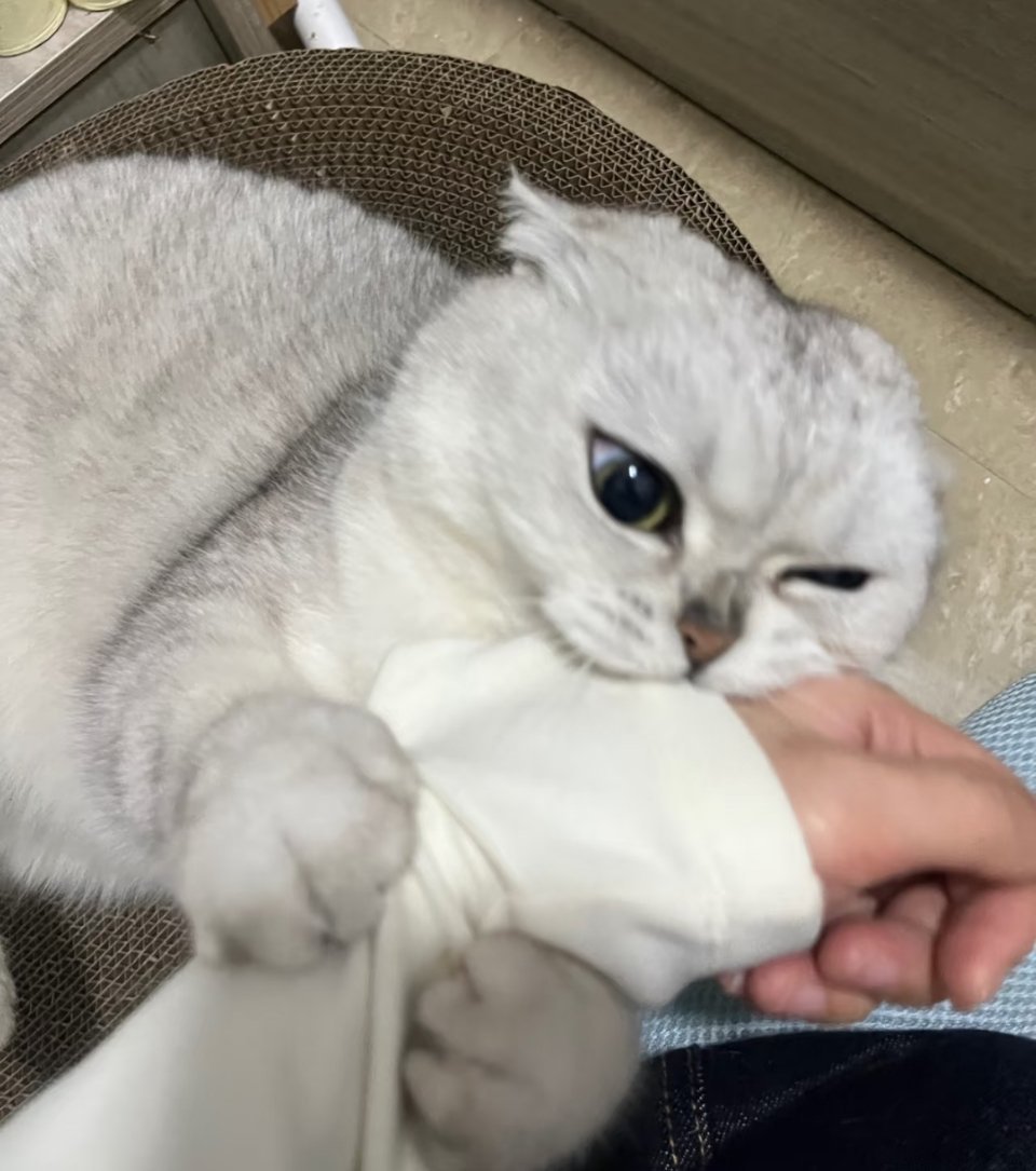 萌宠 孩子也到了叛逆期了 