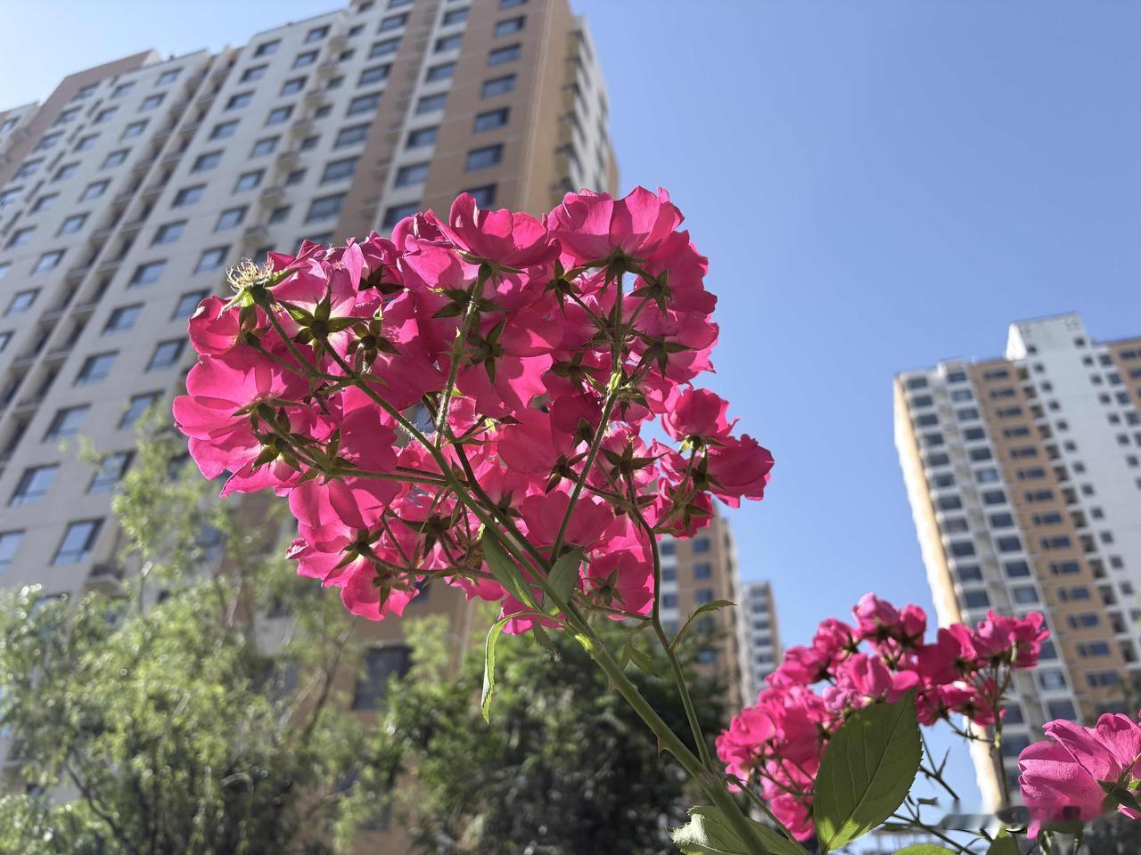 石家庄今天是热起来了 溜达一圈冒汗了