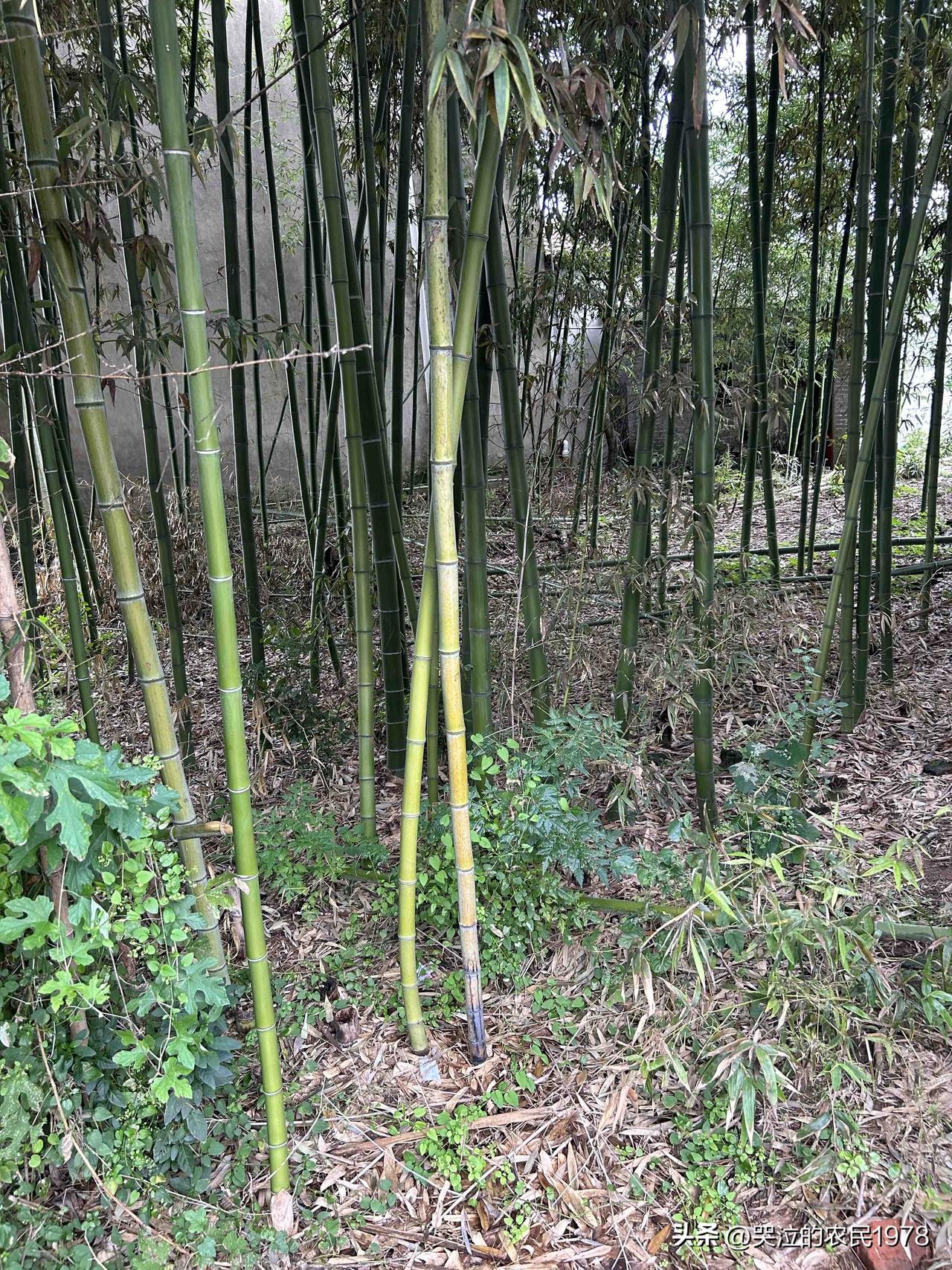 竹子离宅基地近，对宅基地破坏性强的很。竹子离公路近，对路基破坏性也强。并且竹子特