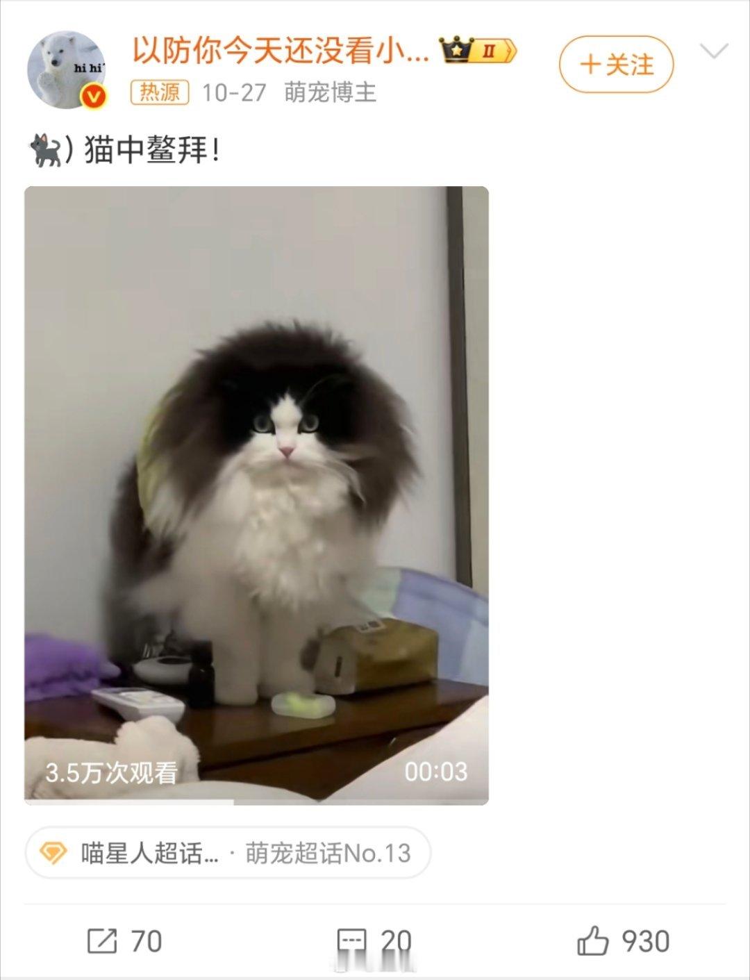 猫猫出去玩被蜜蜂蛰了这两条竟然可以连着看……再凶的猫🐱碰到蜜蜂🐝都得服软[d
