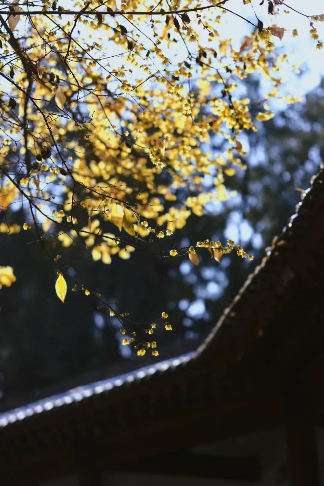 西安第一波腊梅花开，5大免费赏花地推荐！
赴一场腊梅之约，揽一身冬日清香🌼
