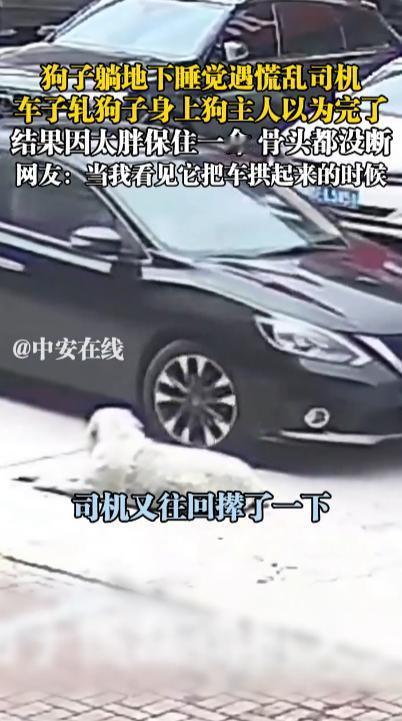 “命真大啊！”10月1日，山东，一胖狗狗躺在路中间睡大觉，黑车司机慌乱之下反复碾