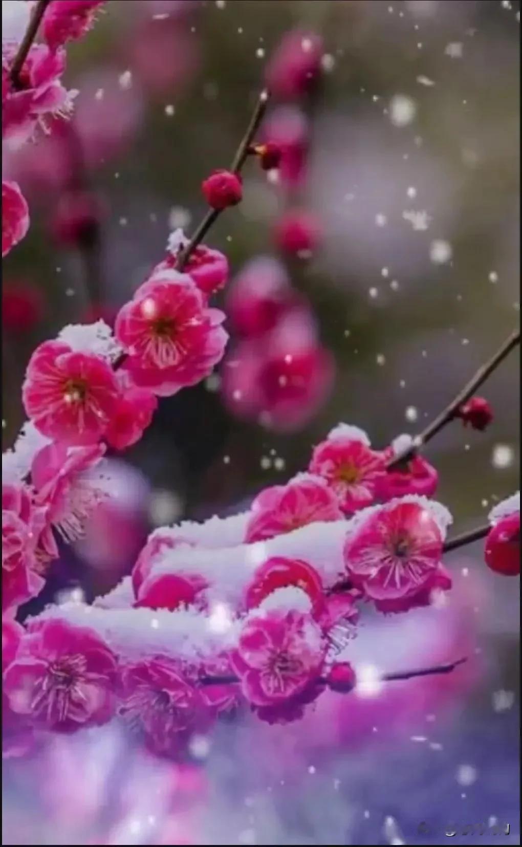 雪花纷飞，梅花盛开。借一米阳光盼春归，拈一缕梅香染冬韵
