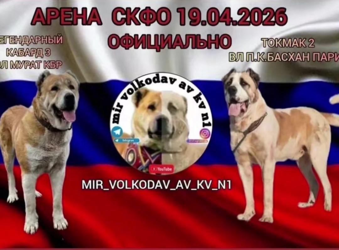 2026年4月19日，将迎来卡3和托克马克的战斗