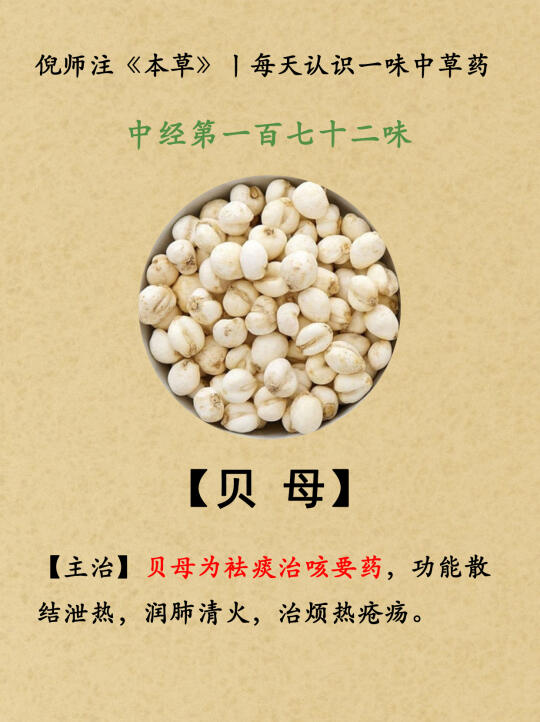 祛痰治咳丨中经第172-贝母