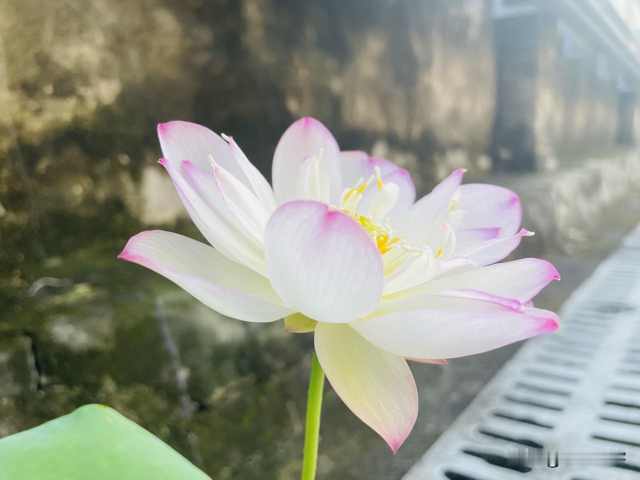 莲子千年不腐,还能发芽?无意间种的莲花终于开花了，真的很美，清莲不妖，花苞粉粉，