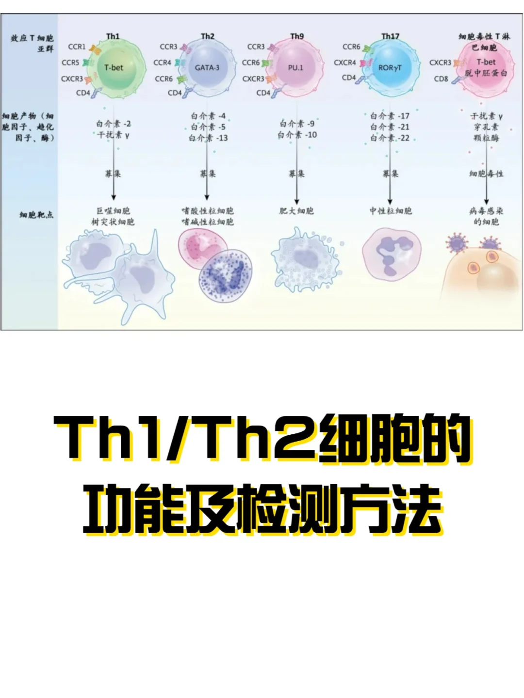 Th1/Th2细胞的功能及检测方法，建议收藏！