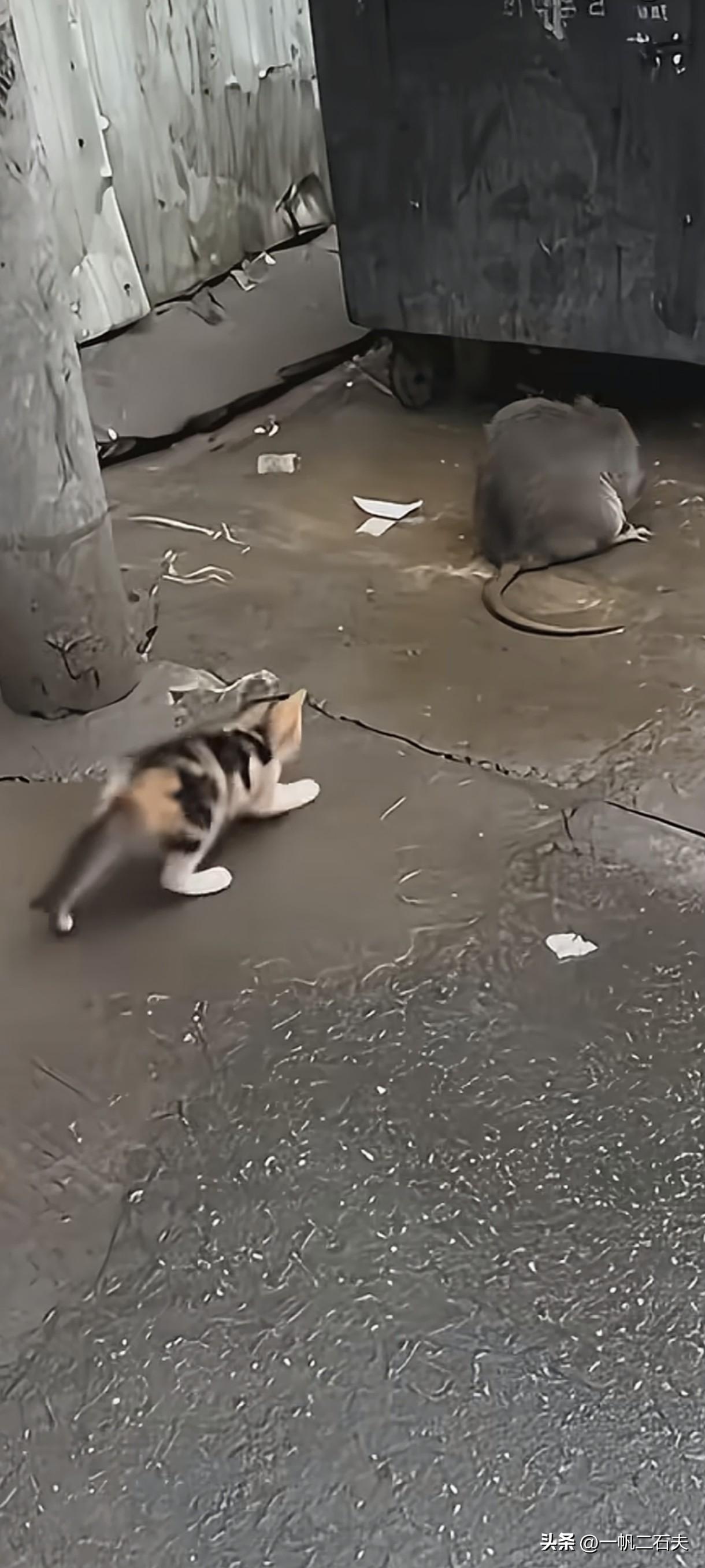 《硕鼠戏战猫咪不稀奇》
   [微风][微风][微风][震惊][微风][微风][