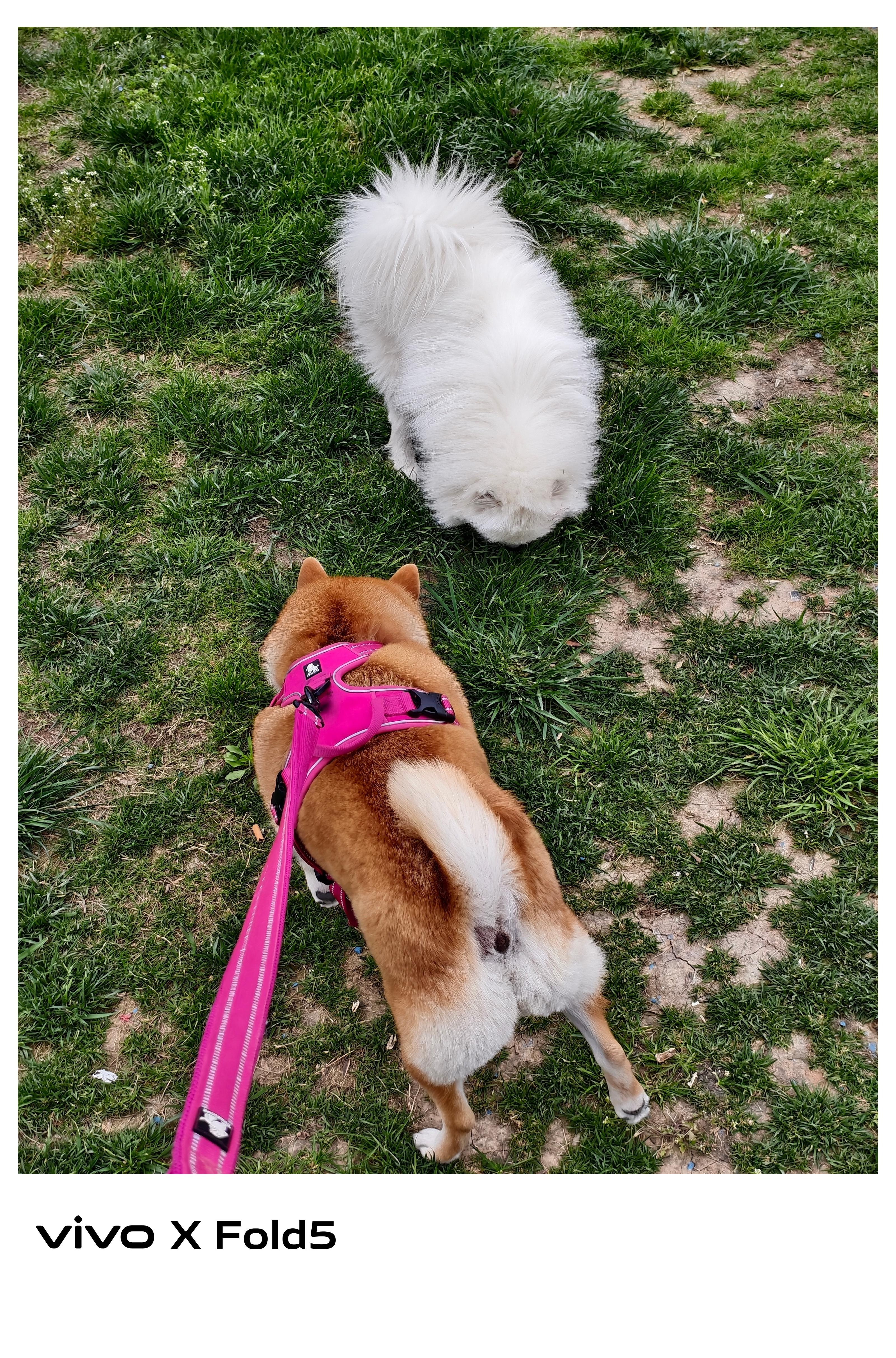 难得，交到好朋狗了 