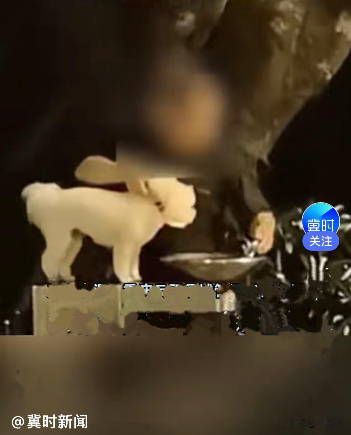 近日，重庆云阳广场上一名男子在广场遛狗，直接把小狗抱上直饮水台，打开水龙头，专门