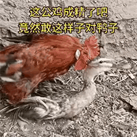 鸭子：你它鸡的看看我是什么？