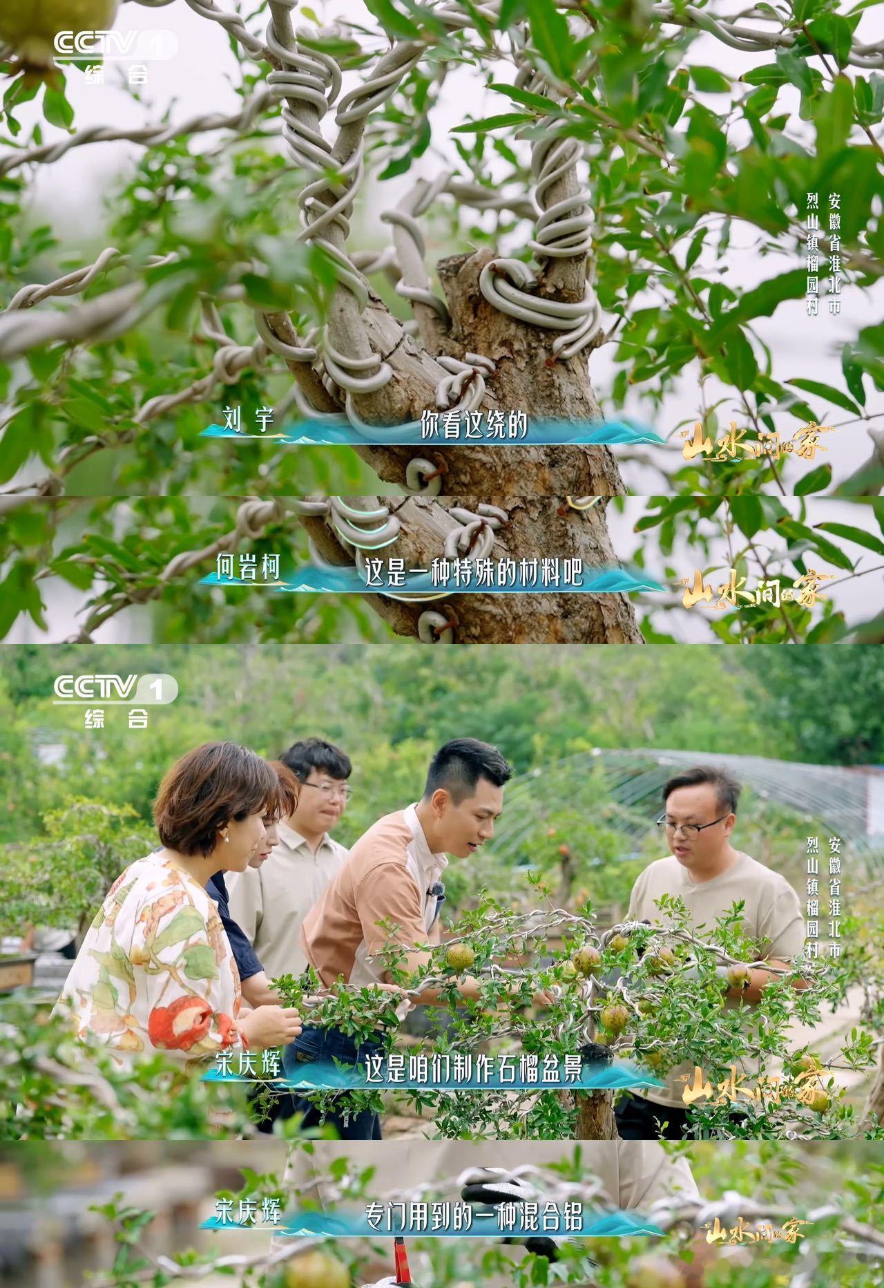 中国人欣赏盆景的血脉觉醒了已经到能欣赏盆景的年纪了石榴盆景真的是把“美”拿捏住了