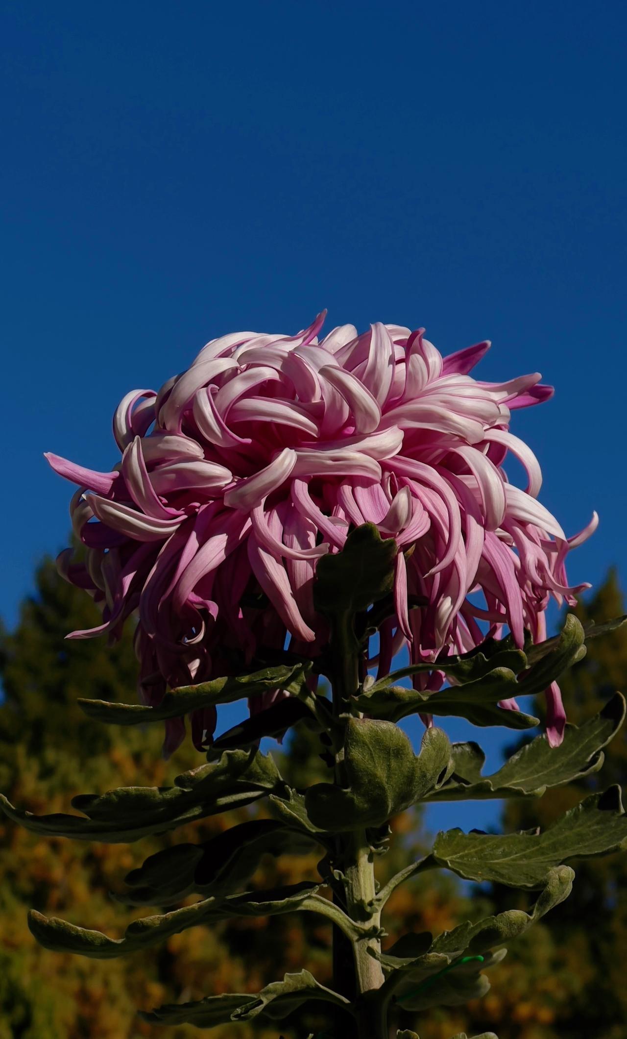 晒出你随手拍的花