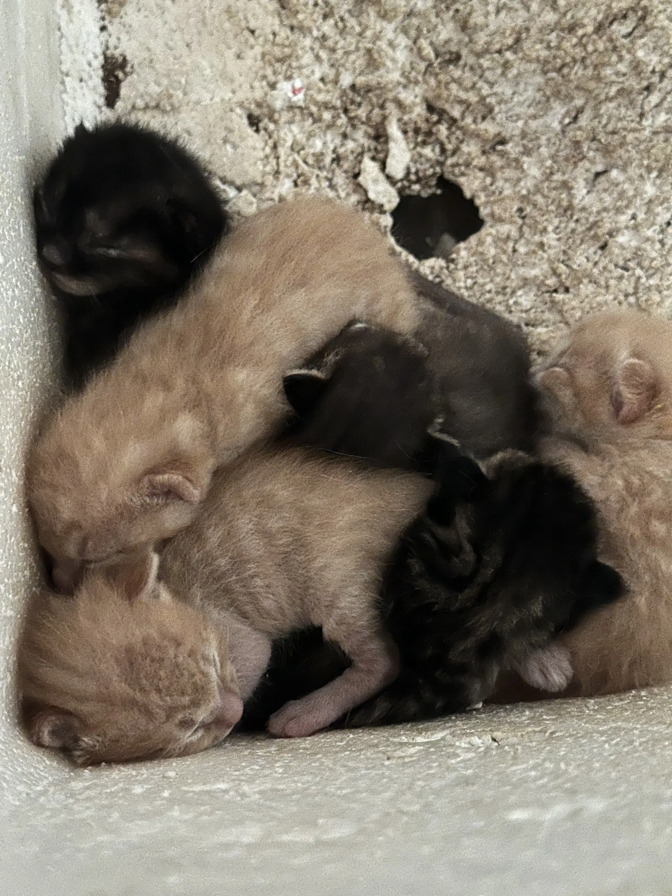 猫。