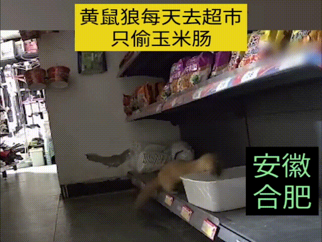 超市老板发现自己店里的玉米肠，莫名其妙的少了，于是老板在玉米肠旁边安了一个监控，