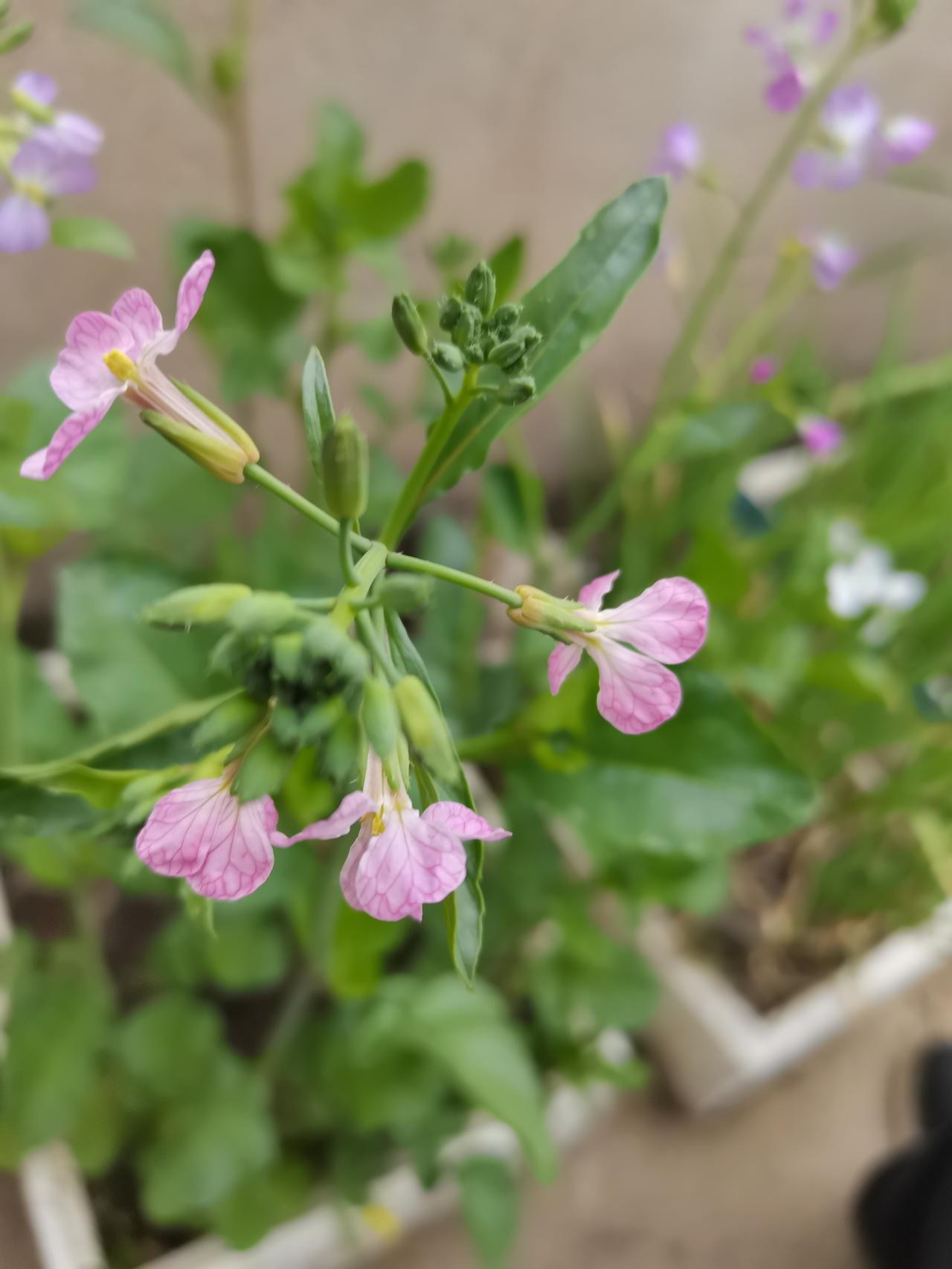没想到啊，萝卜花也这么漂亮。
这个是樱桃萝卜，冬天没吃，也开出绚丽多彩的花来。友
