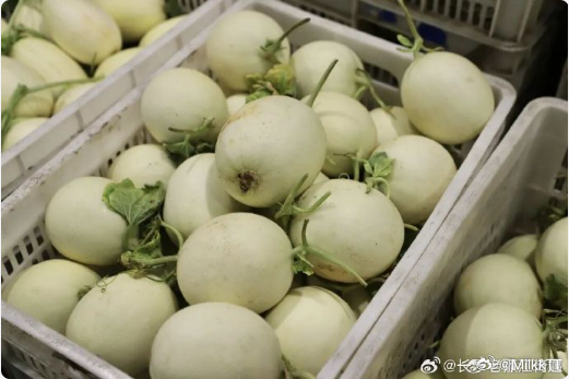 台州春日甜蜜主角瓜界冰淇淋开炫台州本地玉菇甜瓜迎来上市旺季，价格大幅下降，从贵价