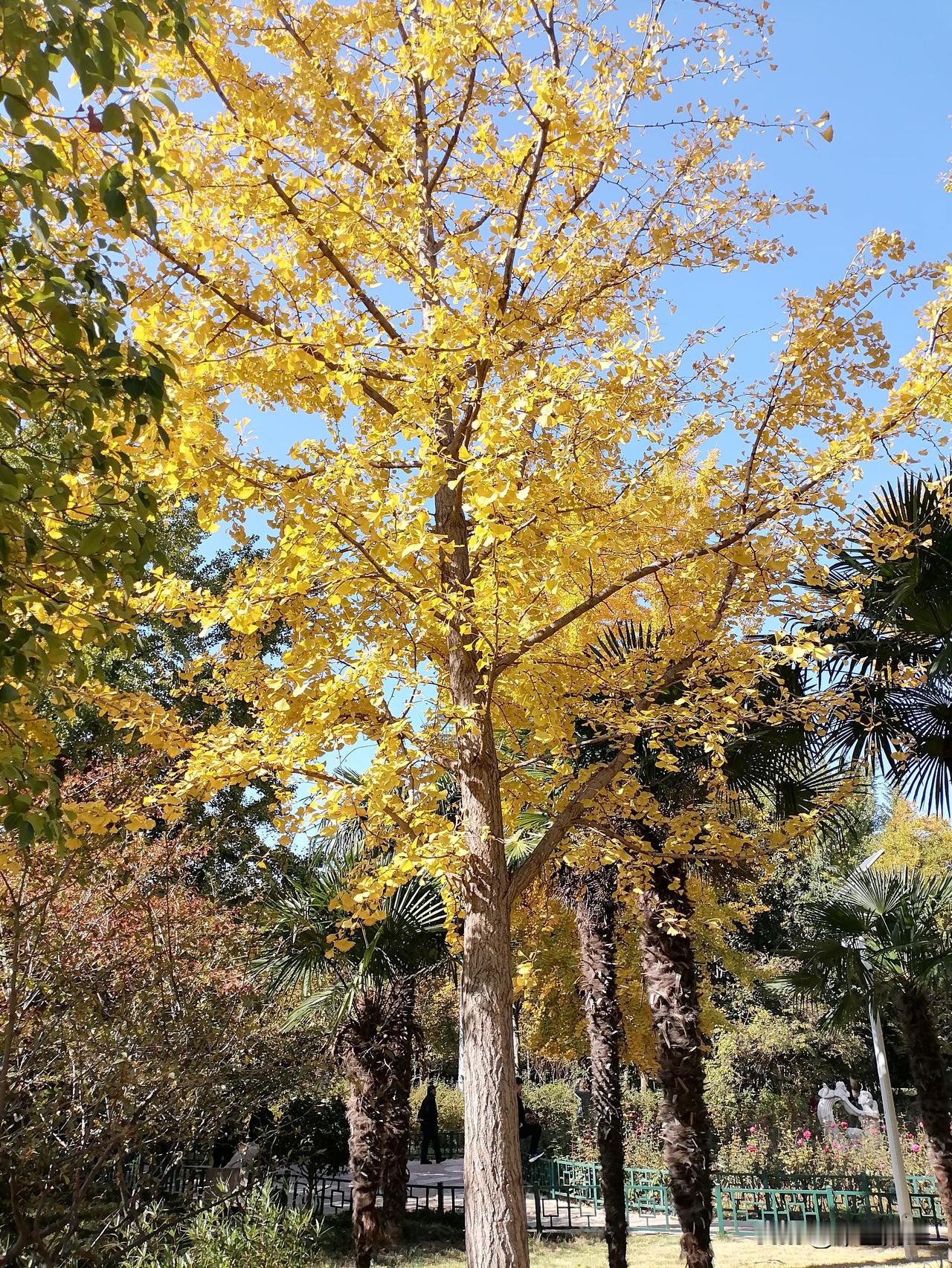 银杏叶黄了，这景象太绝了！ 
近日，漫步郑州街道，公园等，银杏树叶陆续变黄，角楼