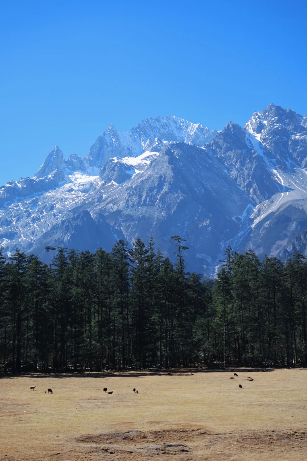 云杉坪｜直到此刻我终于站在了这里🏔️