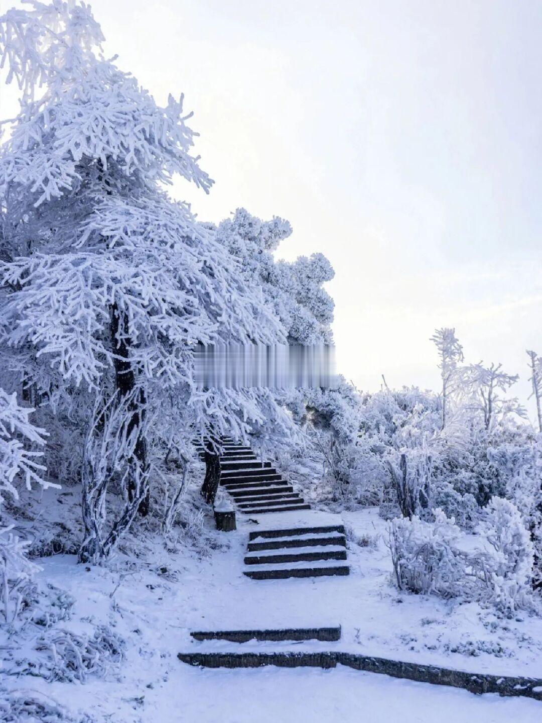 推荐一个南方人zui美赏雪地，广深2h直达！