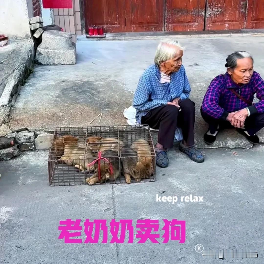 农村的土狗就这么不受待见吗，看着满大街的宠物狗，难道土狗真的一点地位都没有了？