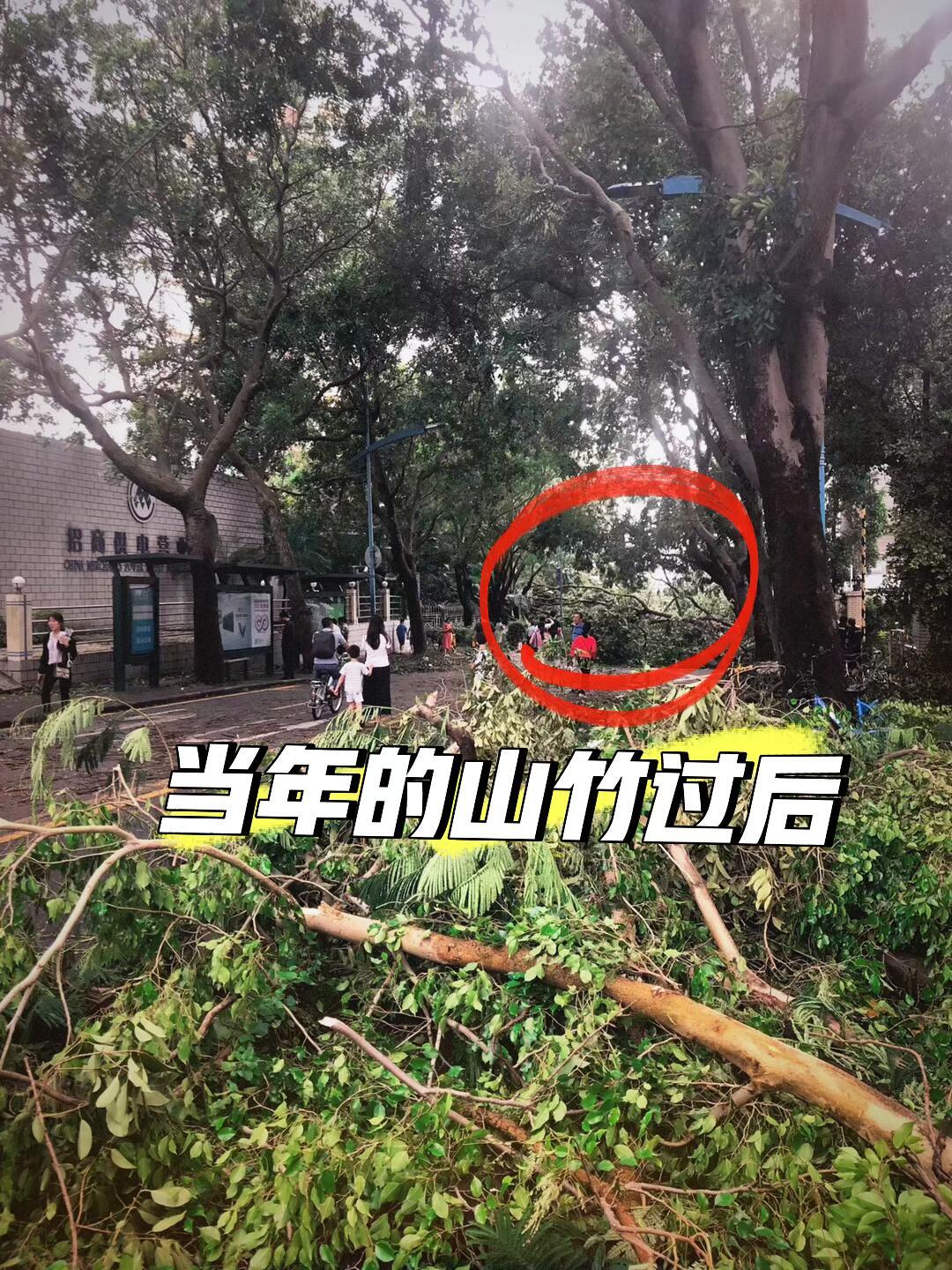 当年的山竹过后……桦加沙会带来怎么样的影响还不知道，但作为相同等级的山竹，我可是