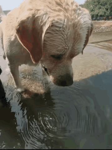 黑狗：这大黄怎么那么傻，站在这里干嘛？
大黄：哼。