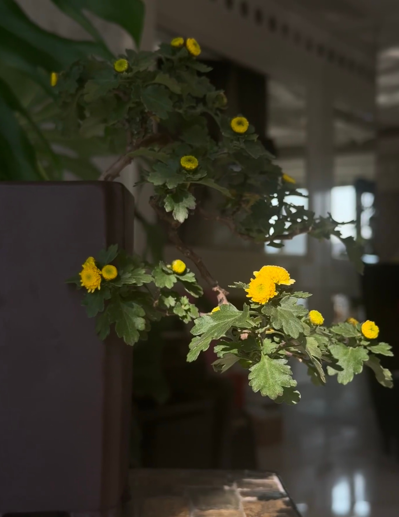 菊花已进入美貌开挂模式