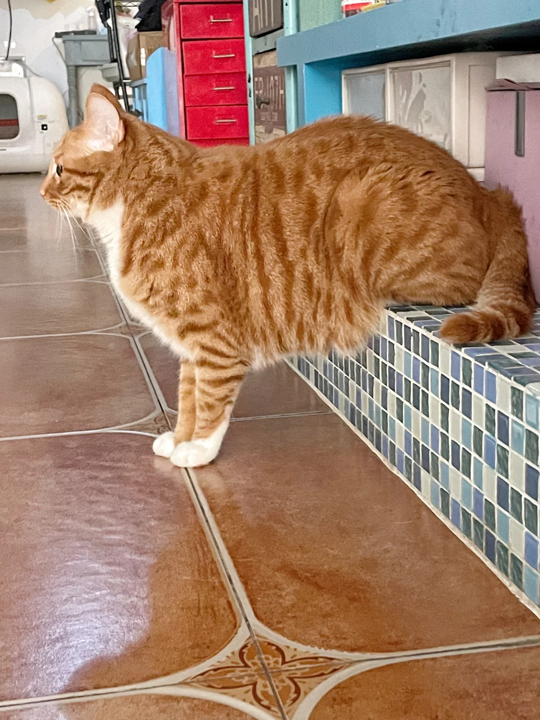 谁家猫这样啊？