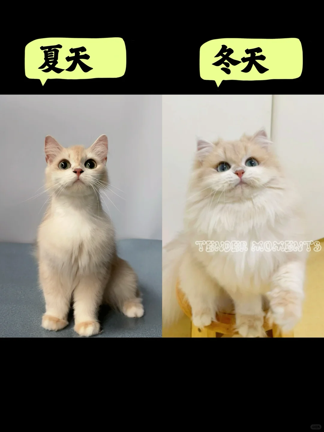 夏天就是猫猫的自动剃毛器🥵