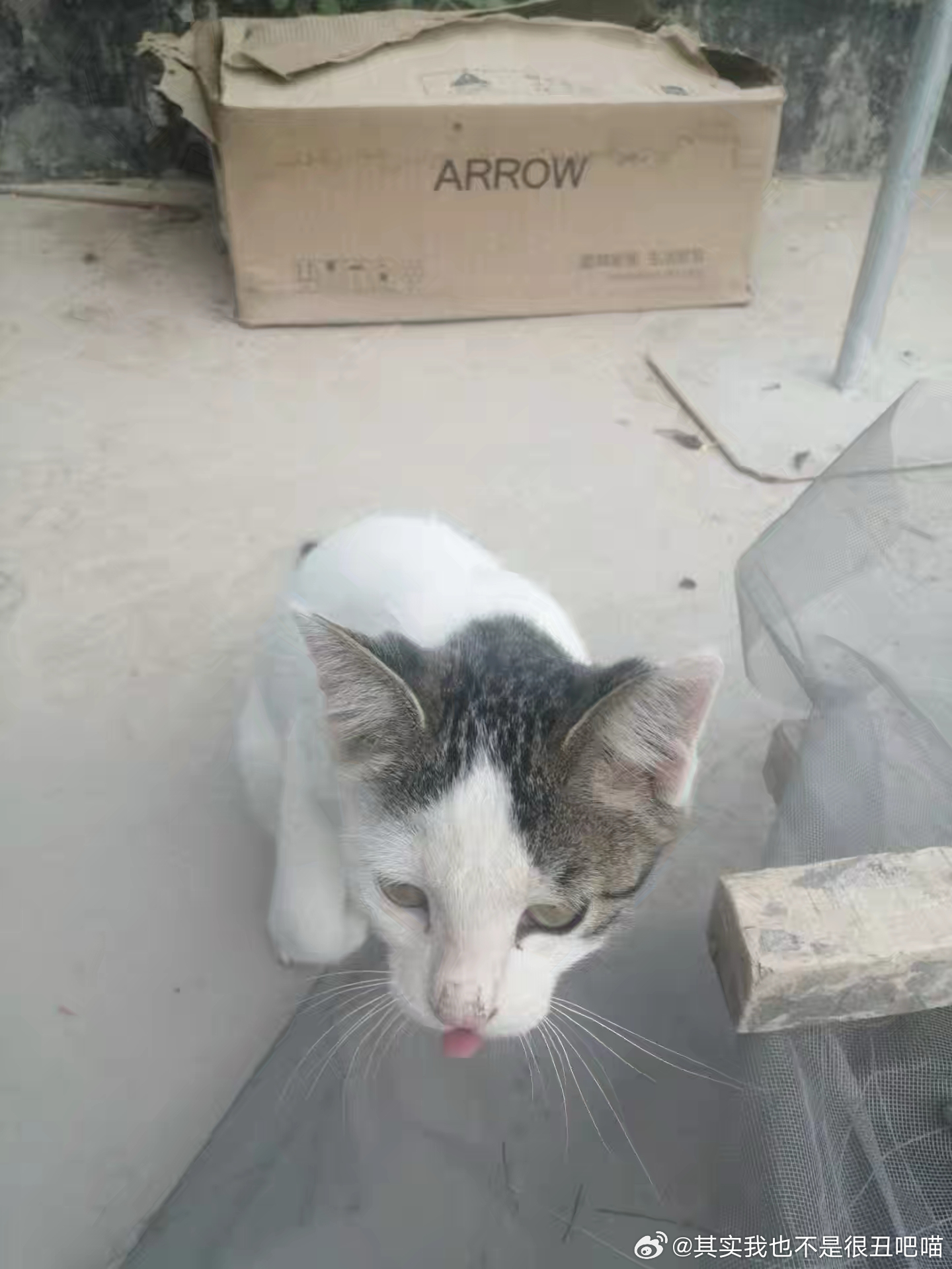 50383【丑猫】太难妈他看了 