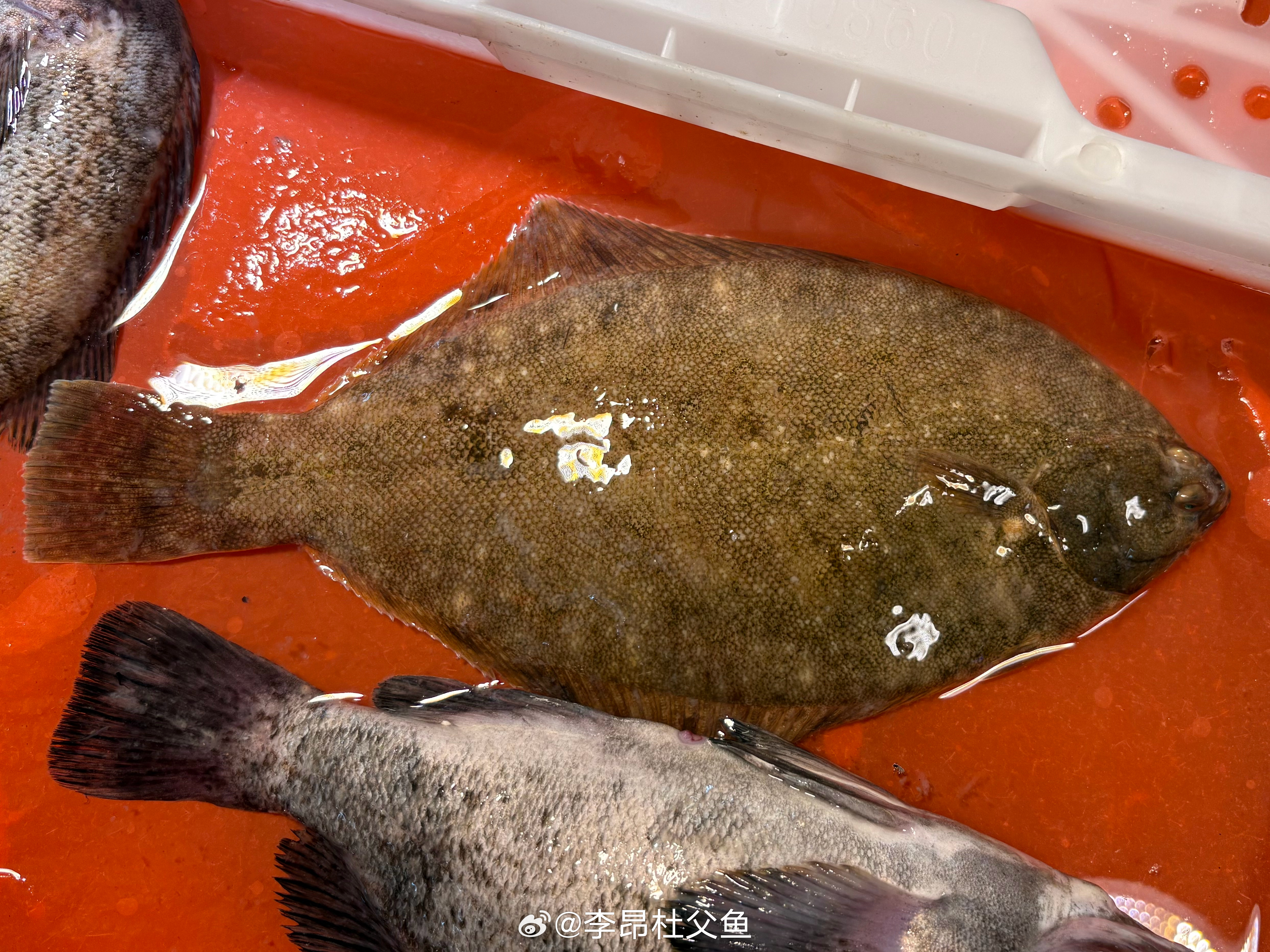 钝吻黄盖鲽/Pseudopleuronectes yokohamae，冷温性底层