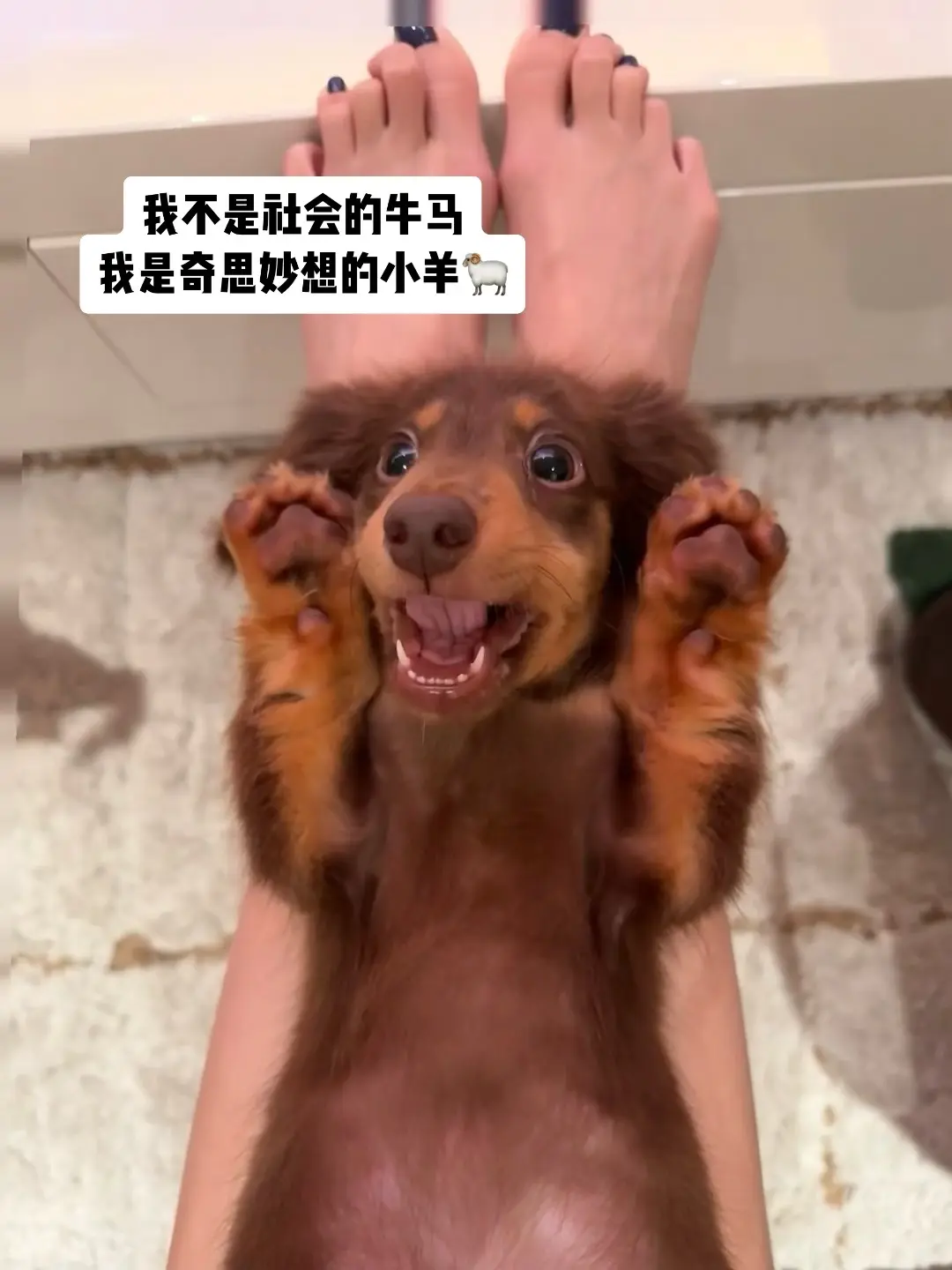 我不是社会的牛马 我是