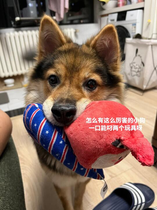 谁懂  小狗做什么都值得夸夸