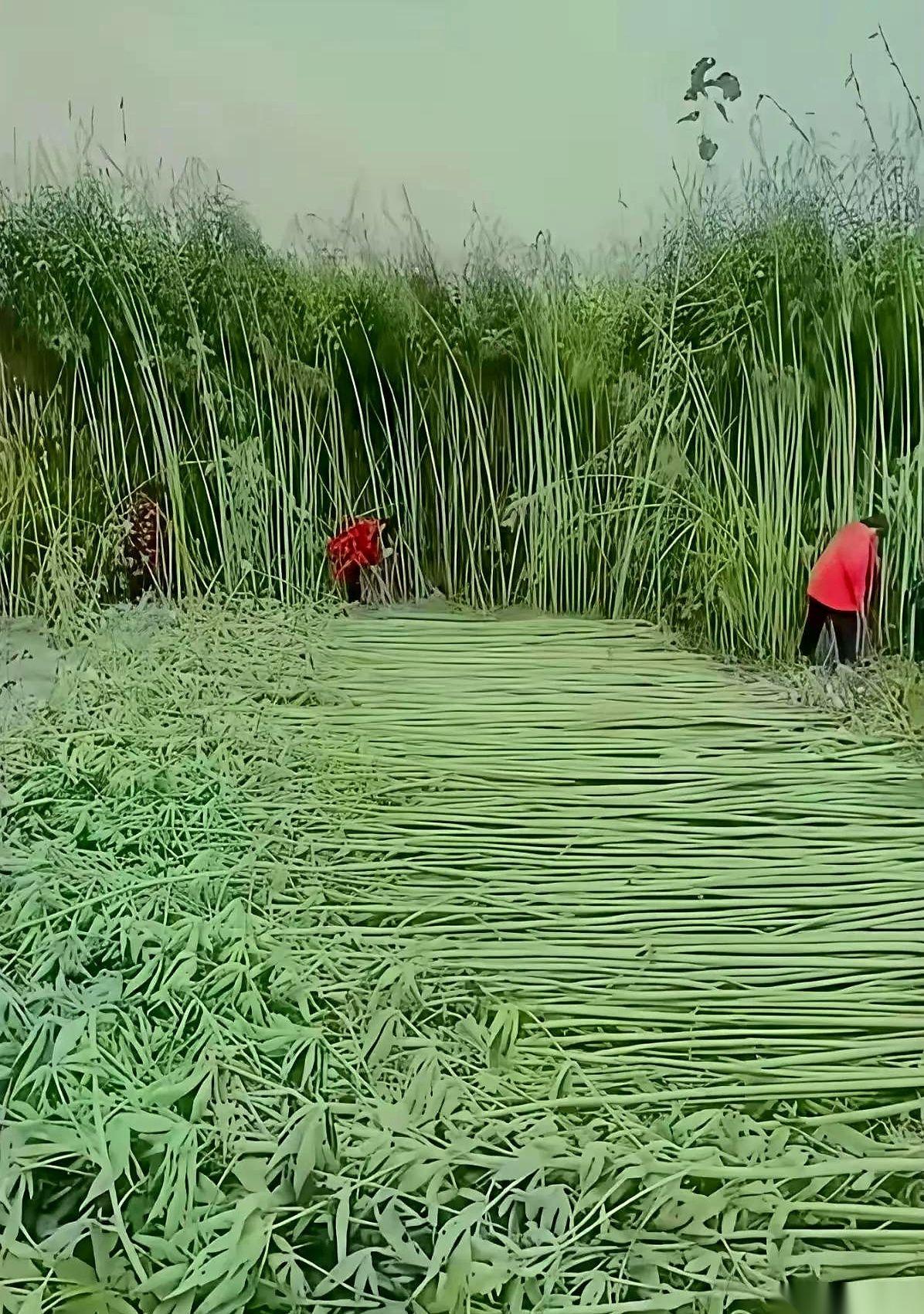 真的，就这张图，把我给问住了。
问了一圈，从南到北，从同事到发小，一百多号人，愣