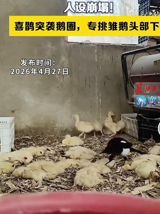 谁能想到平日里看着乖巧喜庆的喜鹊，居然化身凶猛“空中猎手”，上演了一场离谱突袭。